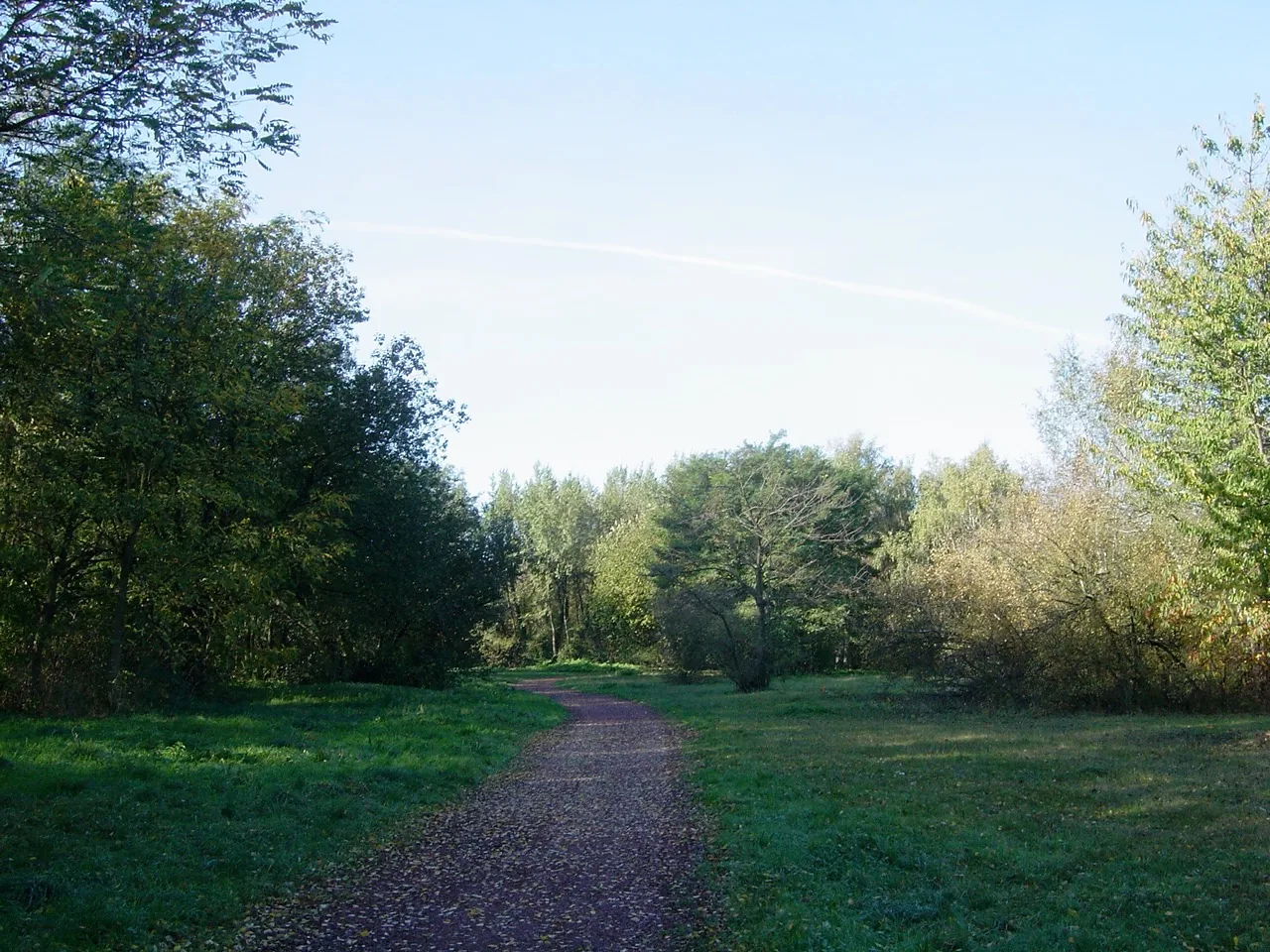 Lisière du bois et terrain dégagé, 2005