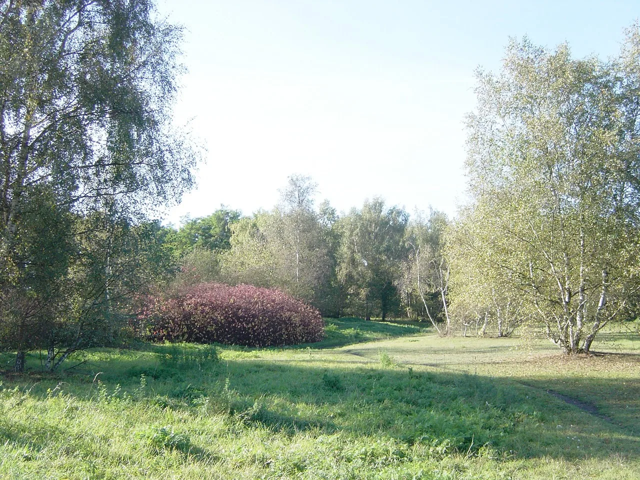 Clairière et bouleaux sur l'ancien carreau de la fosse 9