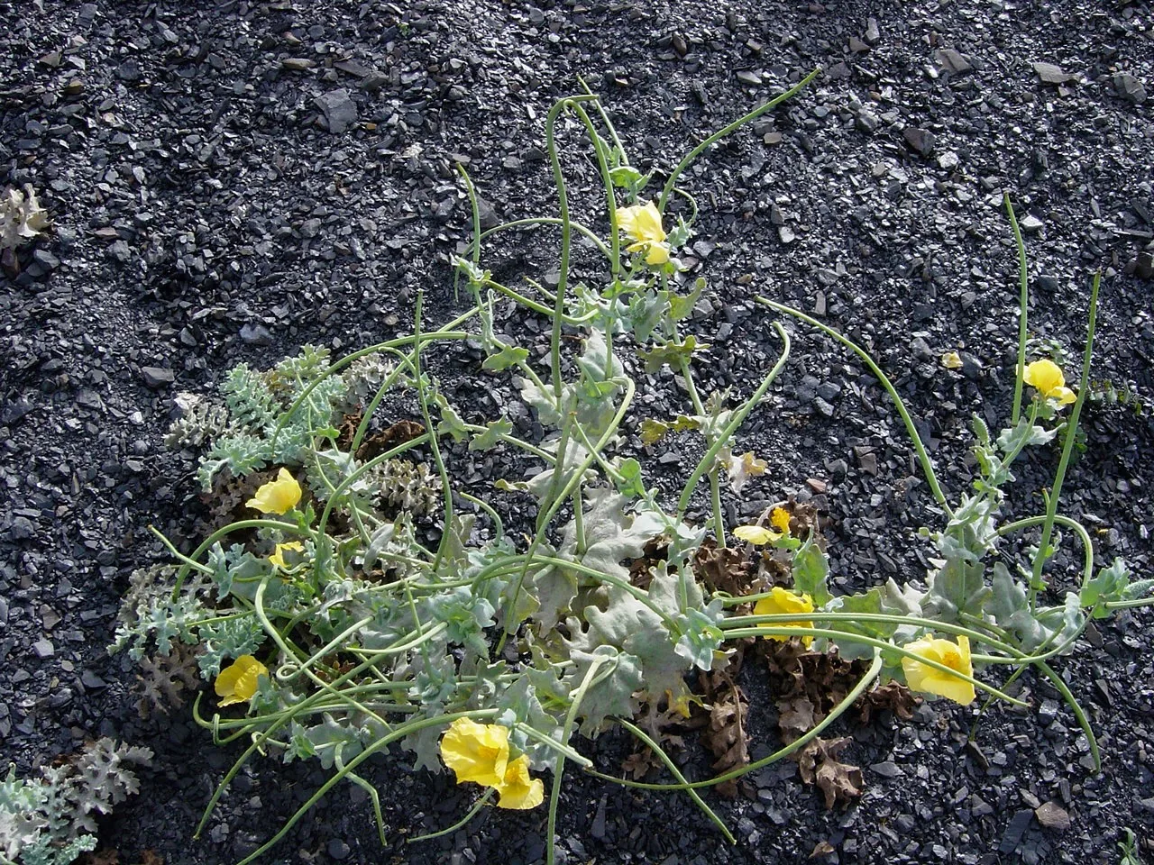 Fleurs jaunes poussant sur le schiste noir du terril